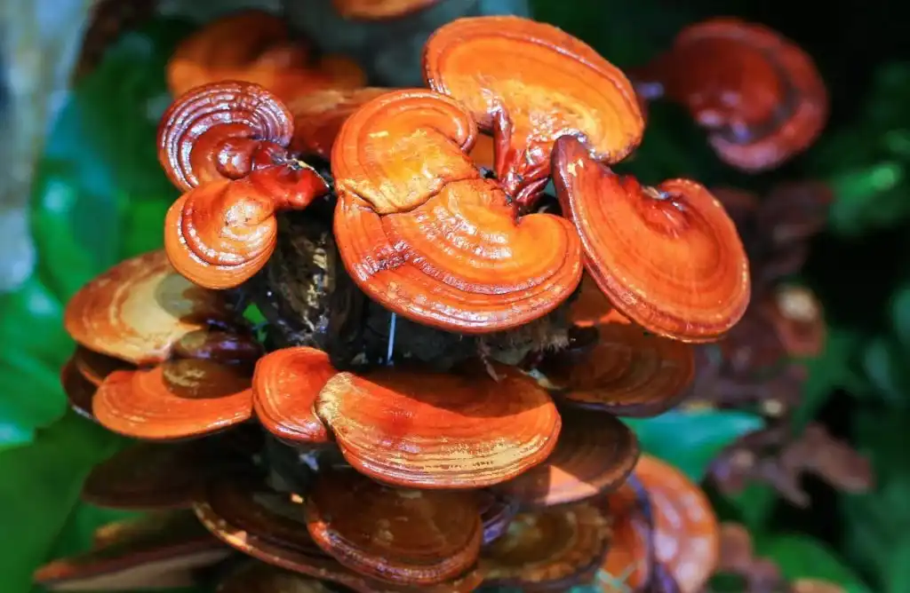 How does Organic Reishi Mushroom Powder Help Cholesterol?